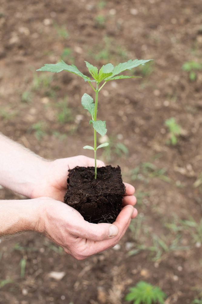 Hvad er hamp? Planten, produkterne og reglerne i Danmark