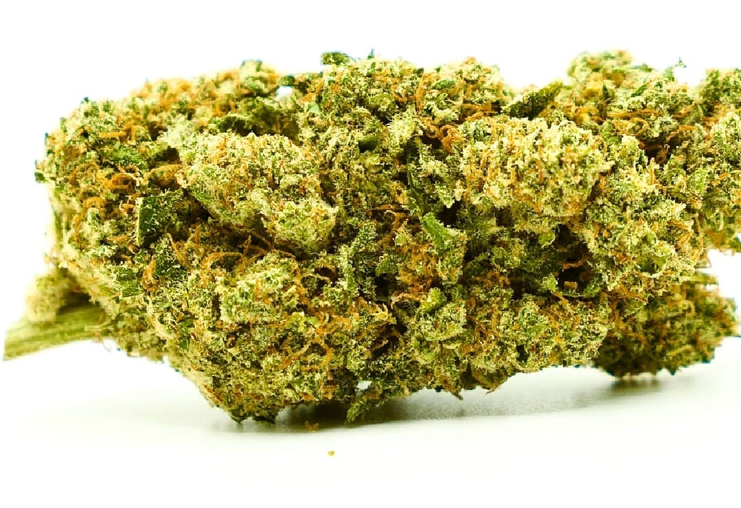 15-gram-blueberry-haze-indendors-cbd-blomst-17-19-cbd