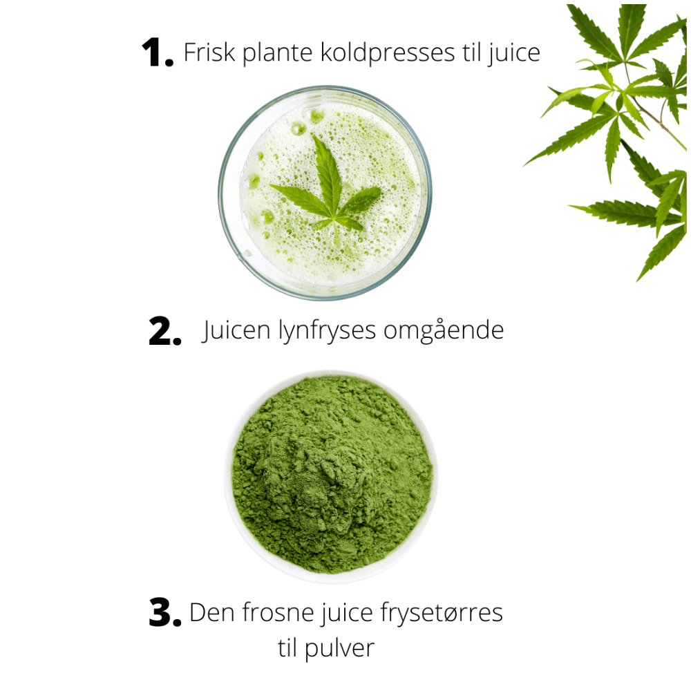 sana-hemp-juice-powder-60g