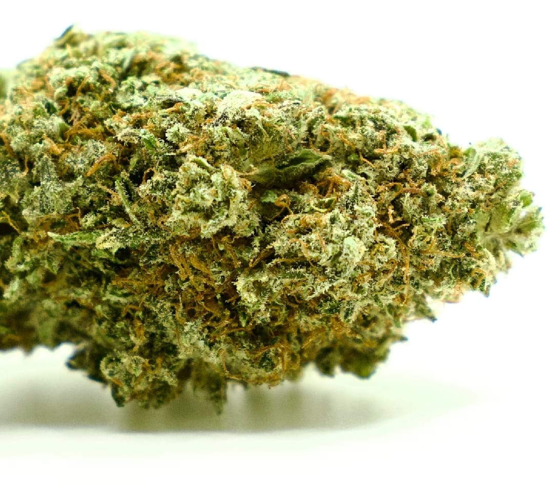15-gram-purple-haze-indendors-cbd-blomst-16-18-cbd