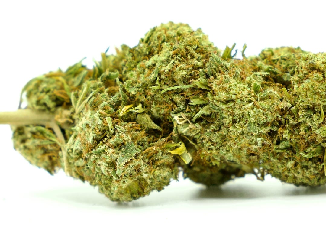 15-gram-watermelon-indendors-cbd-blomst-15-19-cbd
