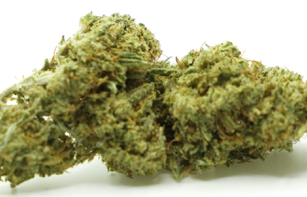 cheese-11-15-cbd